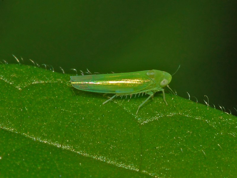 Leafhopper responsible for bug bitten teas