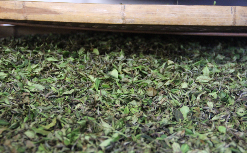Tea leaves being processed into Oriental Beauty wulong, during the enzymatic browning stage