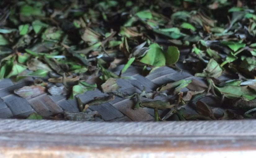 Withering tea leaves in oolong tea production
