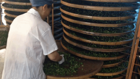 Person doing the yaoqing step of Oriental Beauty oolong processing